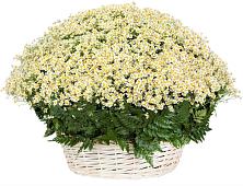 Цветочная композиция из Ромашки в корзине #REPLACE_PRED# Чебаркуле